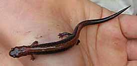 Photo of Red-backed Salamander in hand
