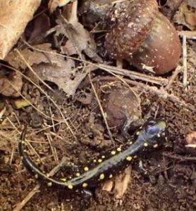Photo of yellow spotted salamander found under log