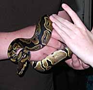 Photo of a Ball Python in hand