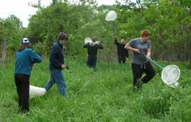 Photo of Macoun Club members sweeping a field for insects