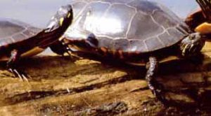 Photo of a male Painted Turtle with long toenails next to a female
