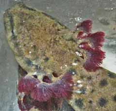 Photo of Mudpuppy with external gills everted