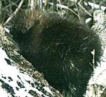 Photo of small North American Porcupine in the wild