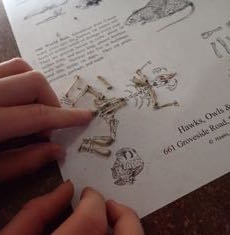 Photo of Macoun Club member matching mouse bones to a diagram