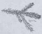 Photo of pencil sketch of spruce branchlet
