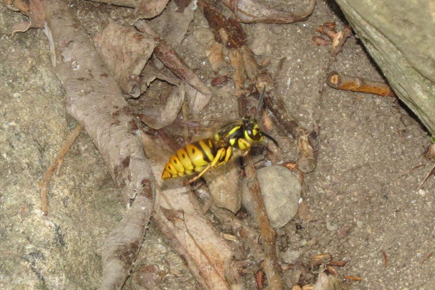 Southern Yellowjacket Queen emerges from hibernation - What's That Bug?