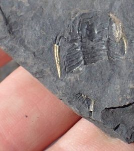 Photo of fossil trilobite (Triarthrus rougenis) partly replaced by pryites