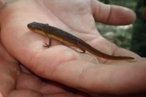 Photo of Eastern Newt in hand