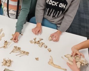Photo of Macoun Club members sorting deer bones on a table top