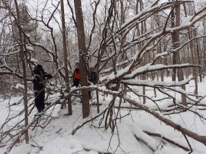Photo of Macoun Club members in snowy fallen treetop