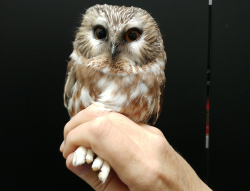 How to Observe Owls This Winter