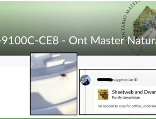 Thank you, spider and chickadee!