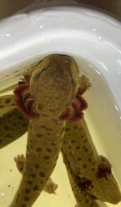 Photo of Mudpuppies in a plastic tub