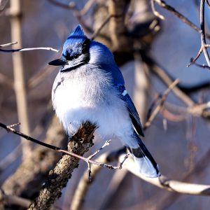 1-BlueJay-SteveStrauss_edited