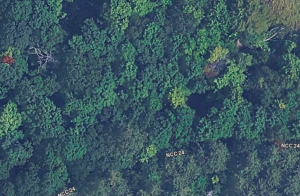 Google Maps image of forest canopy in the Macoun Club Study Area, showing individual trees chosen for study