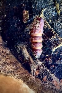 Photo of Gypsy Moth pupal case