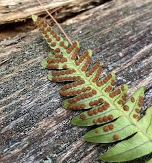 Photo of the sori on the underside of a Polypody fern frond