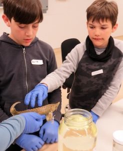 Photo of Macoun Club members examining museum fish collectoin