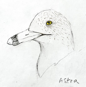 Pencil sketch of Ring-billed Gull head by Macoun Club artist