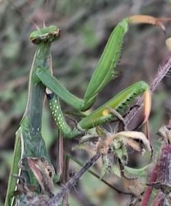 Photo of European Praying Mantis up close