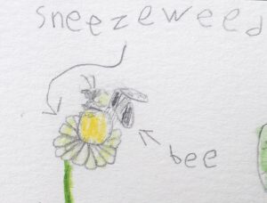 Photo of Macoun Club members colour-pencil sketch of a bee visiting a flower